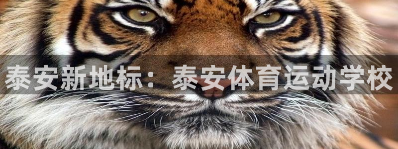 谈球吧体育官网